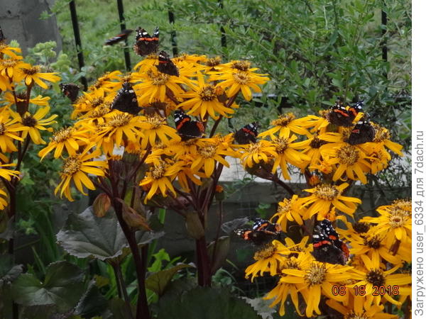 обычная картинка &quot;адмиральского&quot; лета 2018 года.