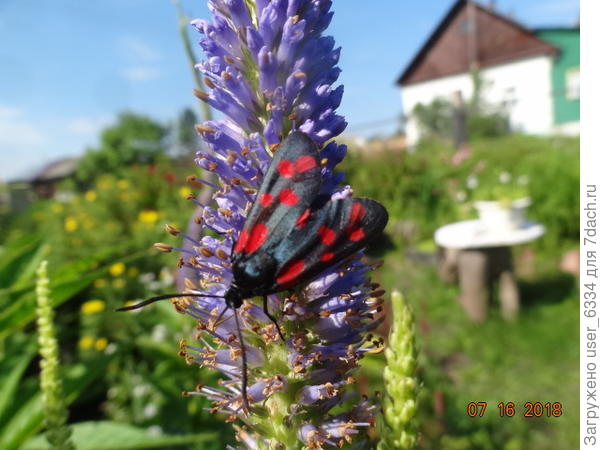 одно из самых ядовитых насекомых наших широт - бабаочка-пестрянка. Но для отраления эту красотку надо употребить внутрь. Чтоб ни у кого такой мысли не возникало, насекомое обзавелось предупреждающей окраской