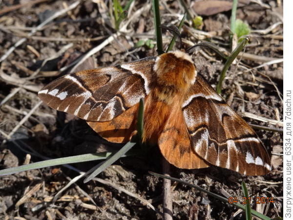 краснокнижный березовый шелкопряд. Застукан около нашей лещины, которую его гусеницы тоже едят. Однако лещина большая и её 4 куста, а бабочка маленькая. Всё не съест.