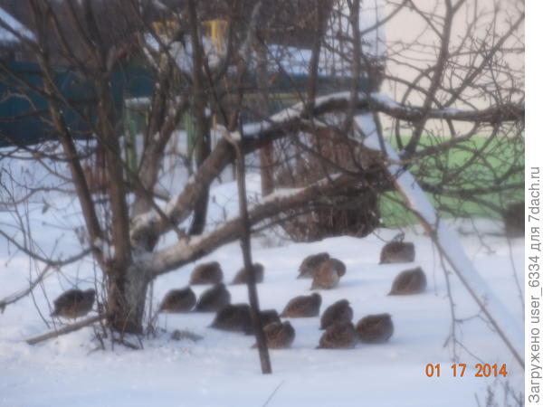 в саду соседки, фото нечеткое. так как издали и через стекло