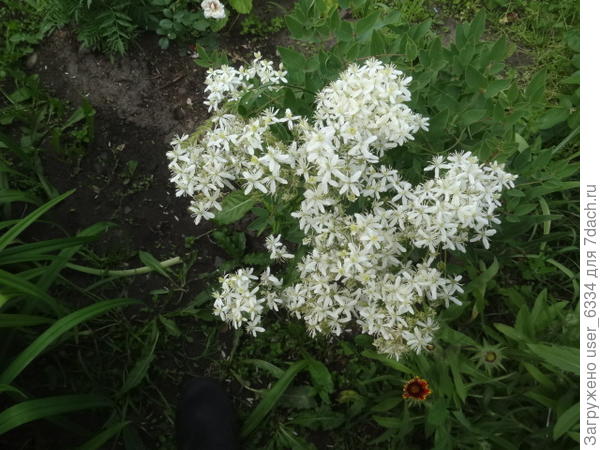 у нас он не больше метра.