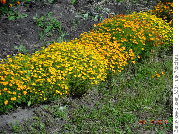 Вот они в нашем саду. Справедливости ради надо сказать, что ботва у них самая запашистая среди всех трех культивируемых видов. Но аромат издает  только когда её тронешь.