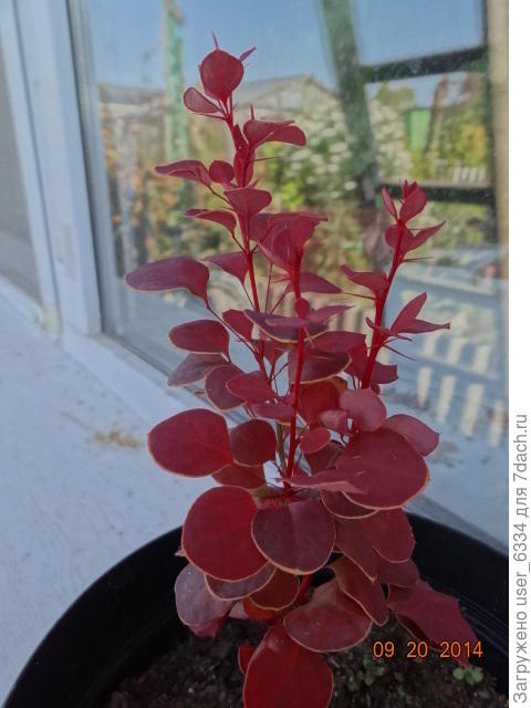 сеянец Голден Ринг