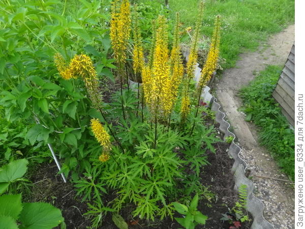 б.Пржевальского