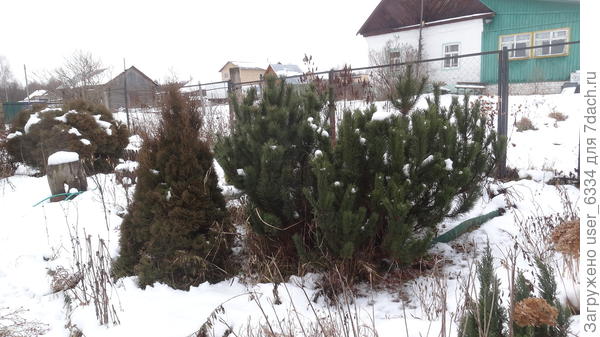 вот самый свежий снимок нынешней осенью, слева от сосны.