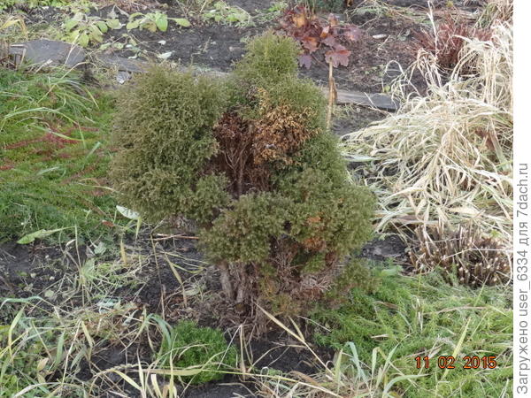 а такой растрепкой была 7 лет назад. Здесь ещё кое-где хвоя игольчатая,но вот крупного плана её нет.