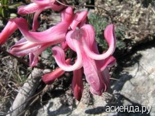 "Разбитое сердце Магадана" . Японцы, видимо на её основе вывели несколько потрясающих карлковых сортов. но об их выращивании в России я ничего не слышал.