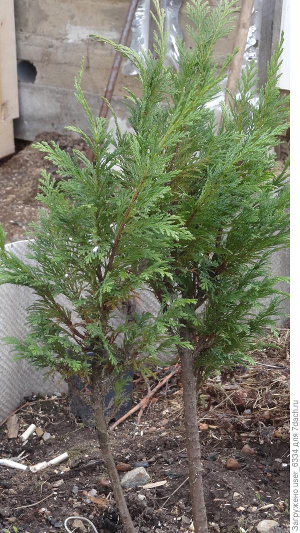 таким он &amp;quot;вышел вон&amp;quot;