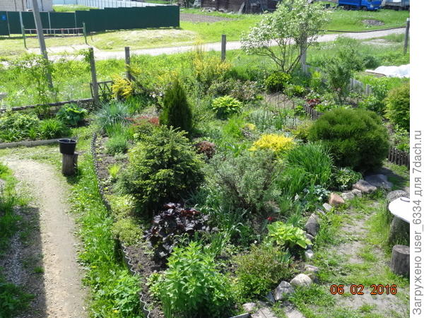 "Декоративная" часть участка. Точней половина части. Барбарис - в центре. Время для фото неудачное, цветет только ракитник( у забора)