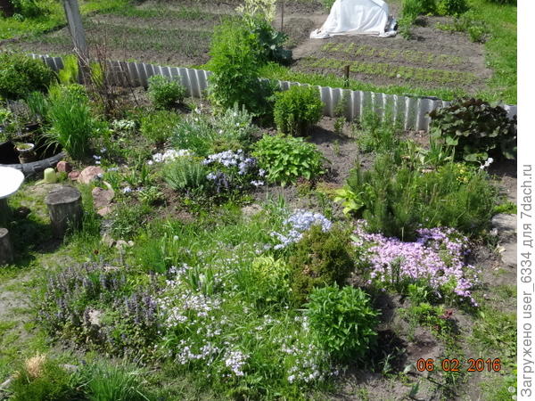 Вторая половина, та что на предыдущем фото была за ближним к зрителю краем кадра. Тут цветущие флоксы, шиловидный и растопыренный. Фото довольно давние.