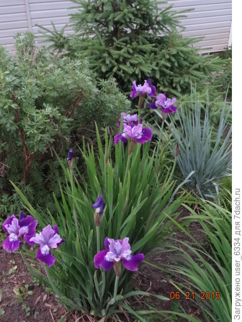 ещё один, цветение не столь обильно, но цветы красивей.