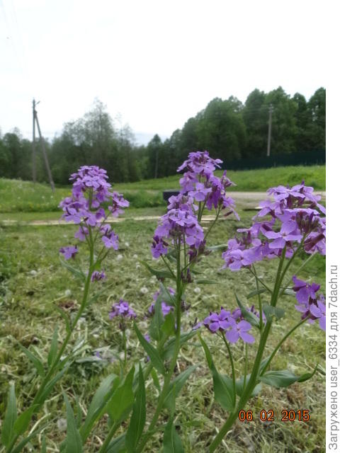 вечерница в пейзаже.