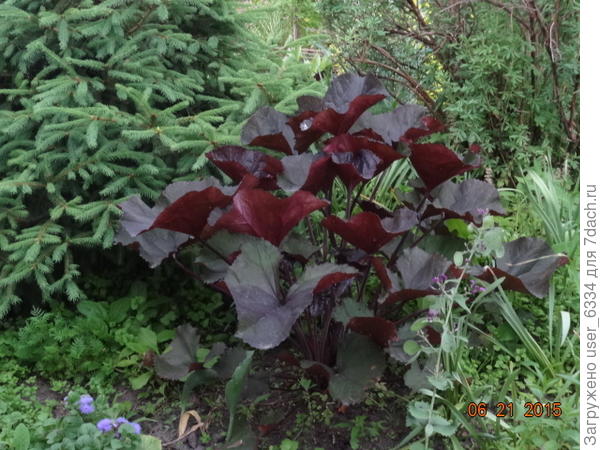 Б.зубчатый. Брит Мари Кроуфорд. У этого цветы - скорей дополнение. Особо хорош он листьями. К моменту цветения они слегка тускнеют.