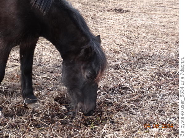 Пожилая Стёшка, вполне целенаправленно выуживает из  недавно оттаявшего пойменного болотца корневища сабельника! В её возрасте проблемы с суставами несомненно присутствуют, вот инстинкт и подсказал.