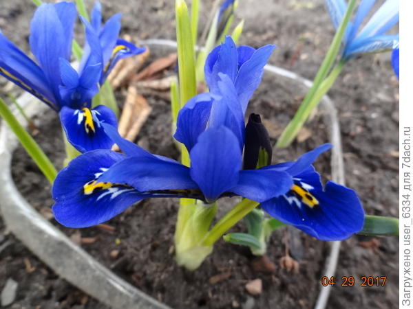 Сорт не помню