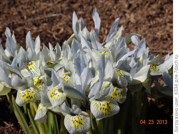 Катарин Ходжкин