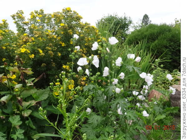 ростом почти с курильский чай.