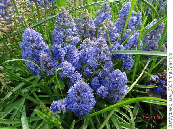 махровый мускари