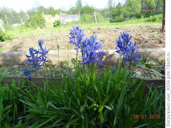 камассия. На фото она куда лучше , чем в действительности.