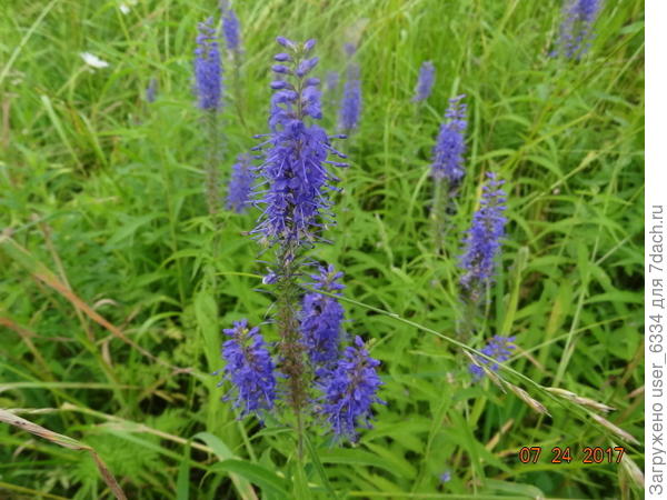 вероника( колосковая?)