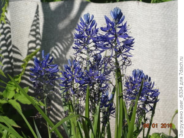 ещё камассия,это фото поудачней.