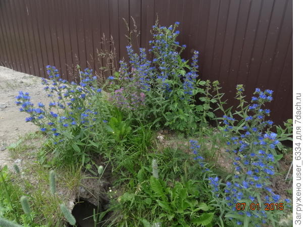 синяк подорожниковый, заносной дикорос.  Ядовит, колюч, но очень медоносен