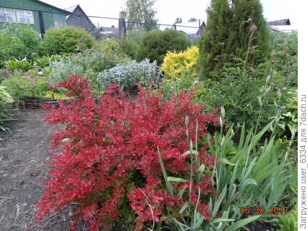 Голден Ринг( на АЛЫХ листьях тонюсенькая желтая каемка)