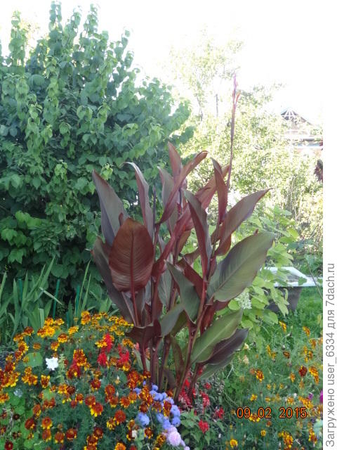 такие , конечно, более импозантны. Но цветочки у них никакие. На заднем плане, кстати, семилетний куст лещины.