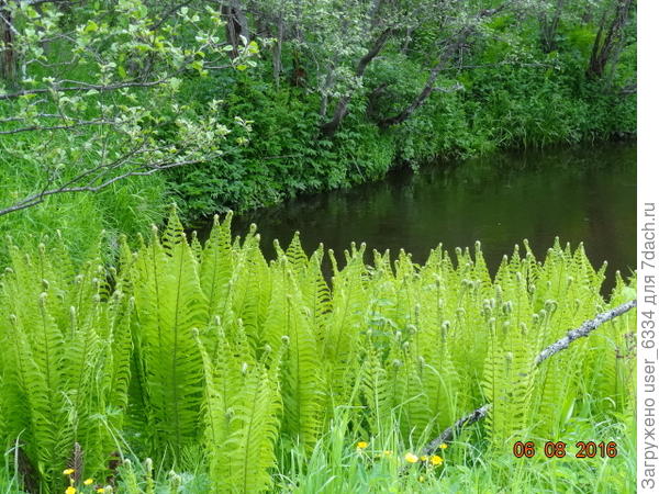 Страусопер. Этот уже переросший