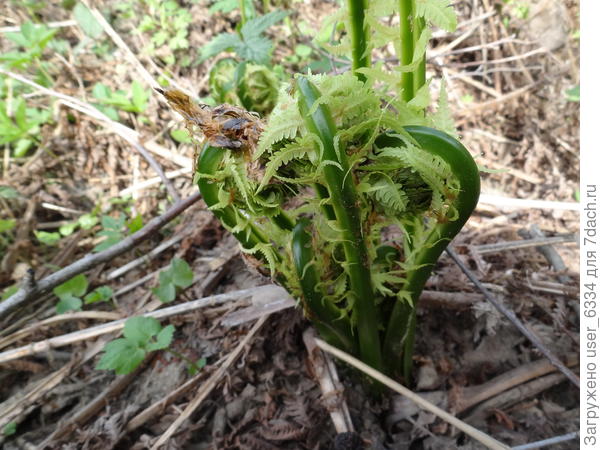 Собирают вот такие &amp;quot;улитки&amp;quot;, плюс-минус неделя.