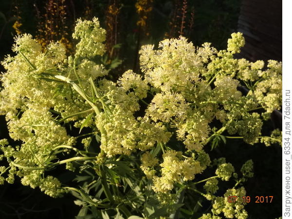 крупный план