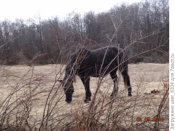 Этот, увы, уже иссяк, но роль в образовании гумуса на участке сыграна великолепно.