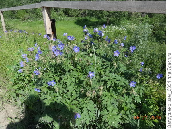 примерно такие