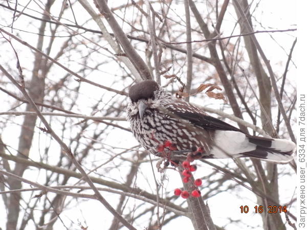 Это другой экземпляр и пробавляется оставшейся на дереве рябиной, но тоже в нашей деревне