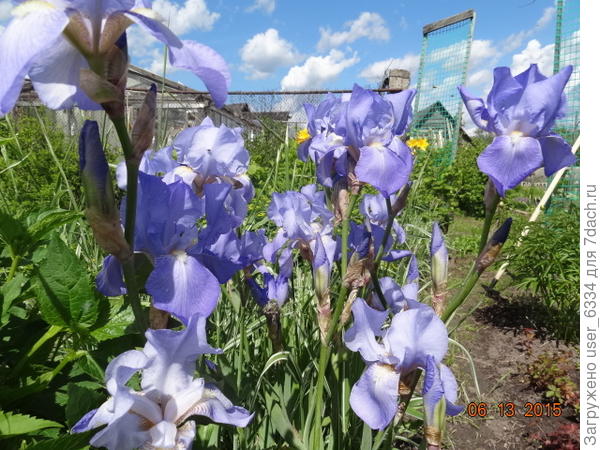 у нас счастливым исключением является вот этот вариант. Названия сорта не знаю