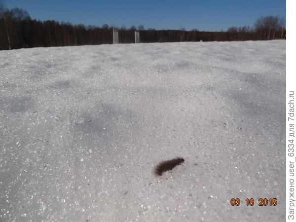 "...Сарра, я полярник..."©