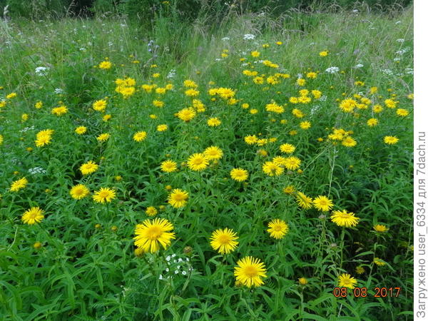 Вот приличная такая рощица