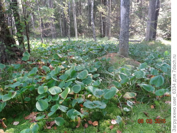 Вот его заросли на костромском болоте.  Очень элегантен и нежно мною любим, хотя в саду я для него места так и не нашел.