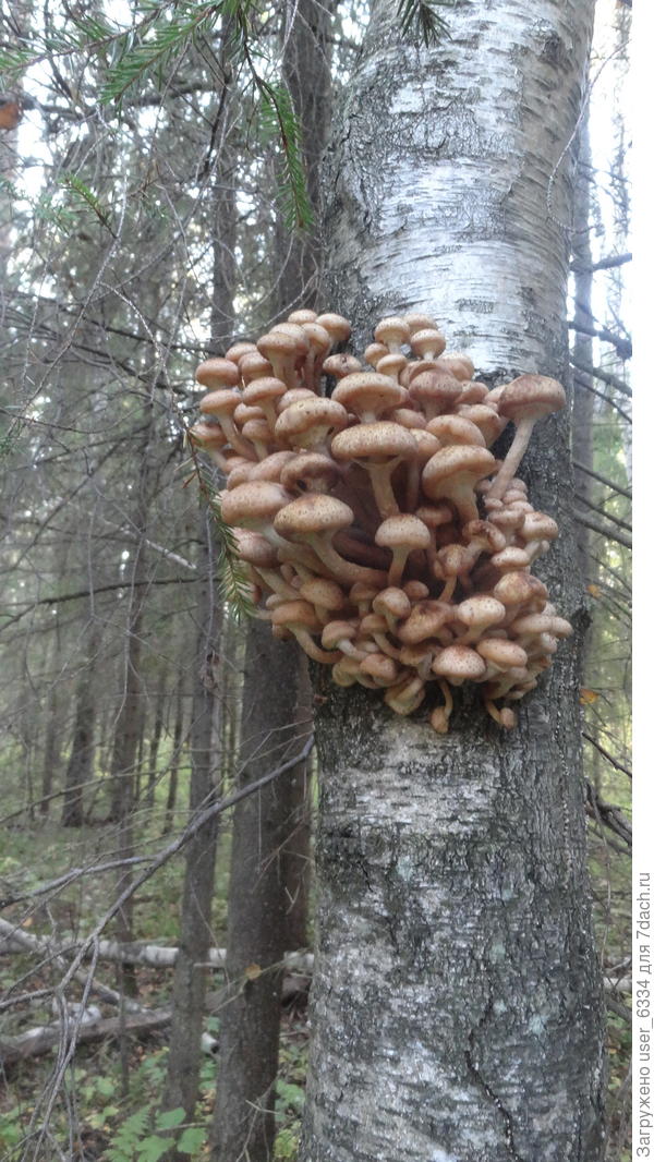 высоко забрались