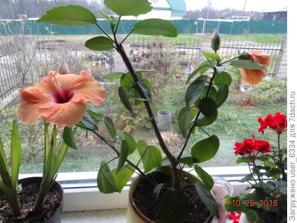 Вот этот кремовый красавец укоренялся целый год! Но, расцветши, делает это 10 месяцев   в году,  распуская  иногда по десятку цветов одновременно. Оставаясь некрупным - мало что  его обрезаем регулярно, так и растет он тоже медленно, вся сила в цвет уходит.до