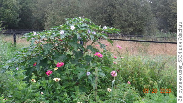 неровно дышу к мощным древесам...