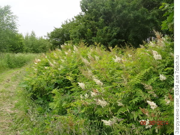 бордюр, однако...