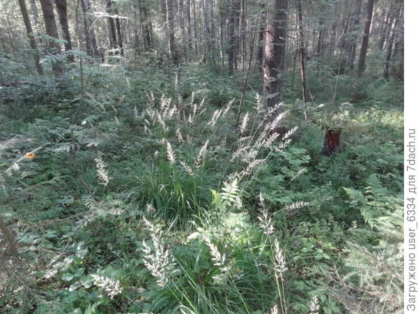 ...зато их много...