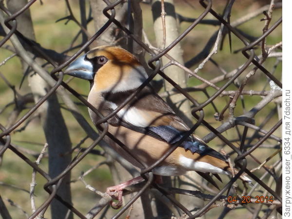 Снято обычной цифровой &quot;мыльницей&quot; с двух метров - птиц подтвердил репутацию уравновешенного и непугливого, здраво рассудив, что за рабицей и шипами боярышника я его никак не успею достать.