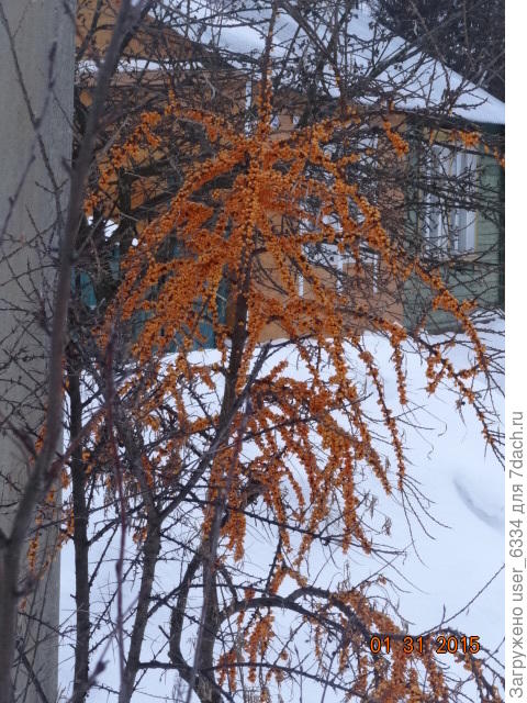 На дату посмотрите. Сам удивился, когда увидел. Это в моей родной Нерехте. причем на окраине. До леса км 2. Причем там ещё полоса отчуждения ж\д, засаженная акацией и ясенем, сорочьих гнезд на них немеряно. У нас облепиху съедают ещё в августе.