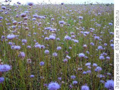 это не мое фото, но в упомянутом месте именно так и было, только травка ещё жиже