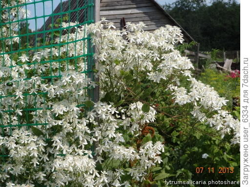 Клематис жгучий. Ботанический вид, вырастает у нас до 2 метров( не каждое лето), цветет долго, ароматен(!). Размножается семенами. Черенками тоже, но я не пробовал, сеянцев хватает.