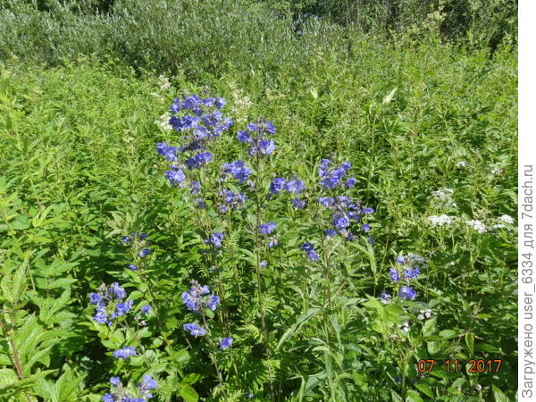 Это наша землячка в естественном биотопе. Высота больше метра , под травой толстый слой прошлогоднего бурьяна и высохшего хвороста