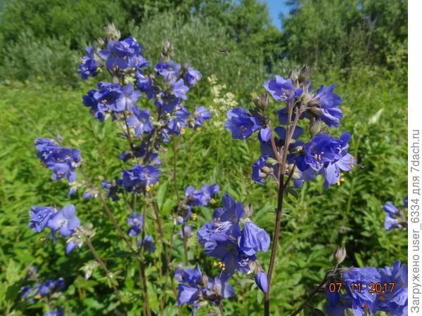 Крупный план.