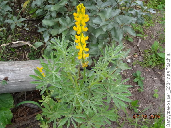 Один из кормовых однолетних сортов. Но продавался в цветочных семенах по 10 штук!!